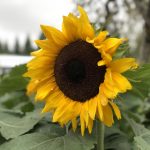 67194成手机在线 sscgp38m