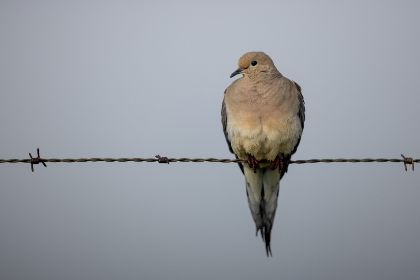 4个黑人玩一个中国