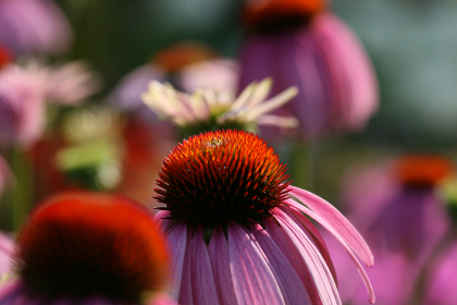 6一9岁俄罗斯幼儿破除